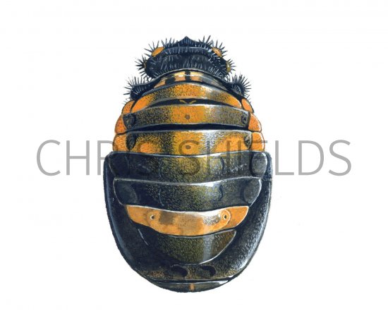 Illustration of Seven-Spot Ladybird Pupae (Coccinella 7-punctata) (#1658)