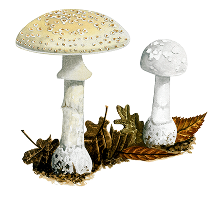 Illustration of Amanita citrina (False Deathcap) (#4442)