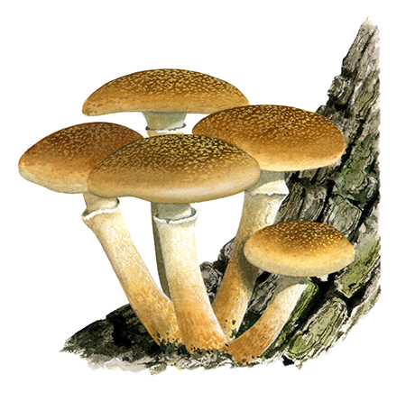 Illustration of Amarillaria mellea (Honey Fungus) (#4448)