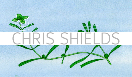 Illustration of Water Starwort (Callitriche intermedia) (#0988)