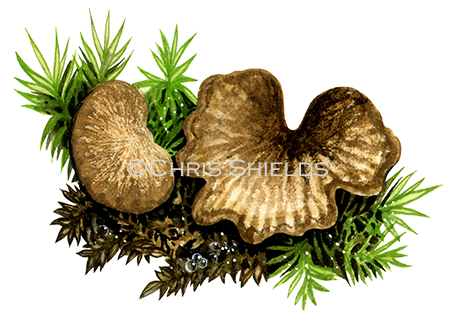 Illustration of Arrhenia lobata (#4120)