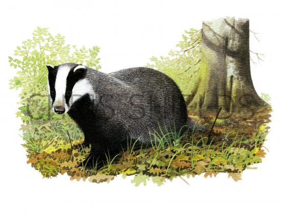 Illustration of Badger (Meles meles) (#1489)