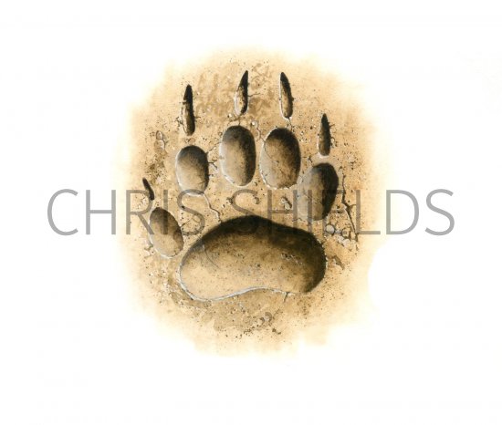 Illustration of Badger (Meles meles) Footprint (#1406)