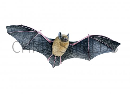 Illustration of Bat (Pipistrelle) Pipistrellus pipistrellus (#3883)