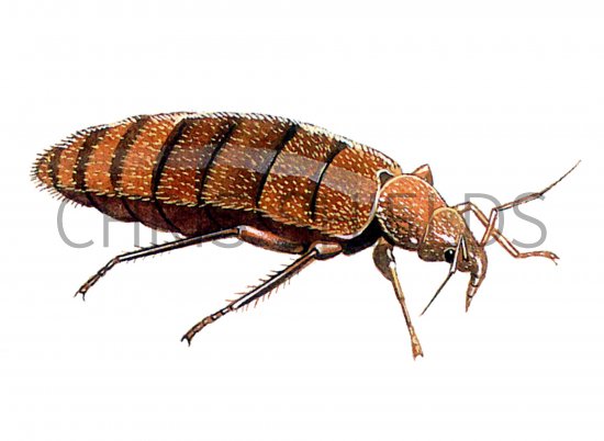 Illustration of Bedbug (Cimex lectularius) (#1151)