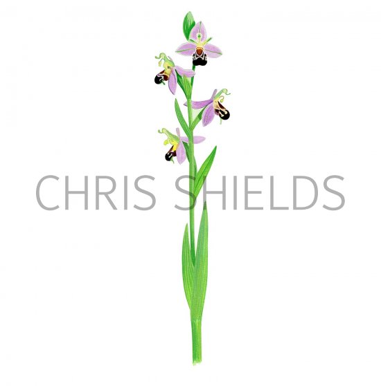 Illustration of Bee Orchids (Ophrys apifera) (#3383)
