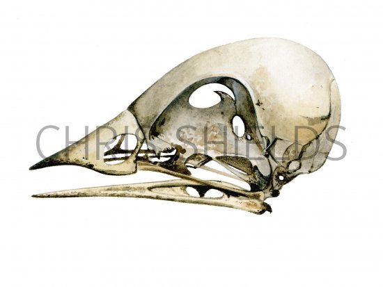 Illustration of Bird Skull (generic) (#0865)