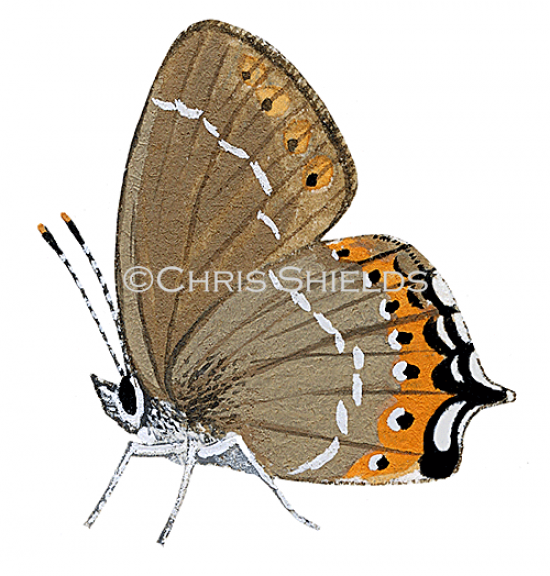 Illustration of Black Hairstreak (Strymonidia pruni) (#2155)