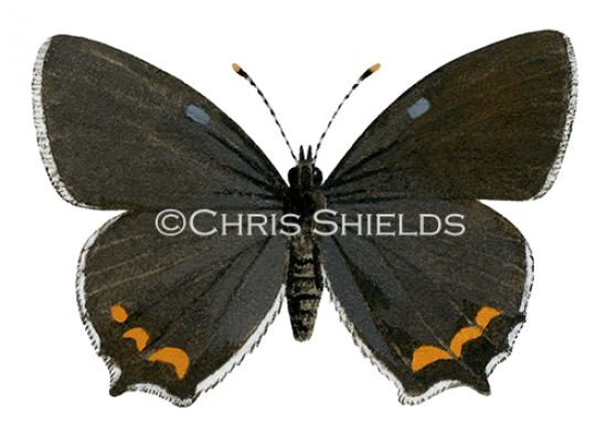 Illustration of Black Hairstreak (male) Strymonidia pruni (#2154)