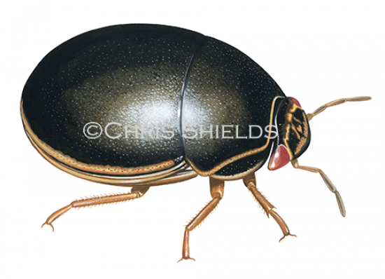 Illustration of Black bean bug (Brachyplatys subaeneus) (#4683)