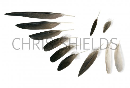 Illustration of Black-winged Stilt feathers (Himantopus himantopus) (#3728)