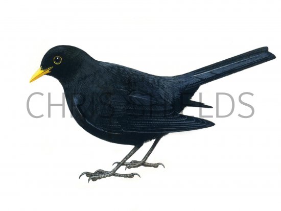 Illustration of Blackbird male (Turdus merula) (#0856)
