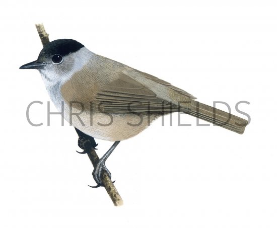 Illustration of Blackcap male (Sylvia atricapilla) (#1157)