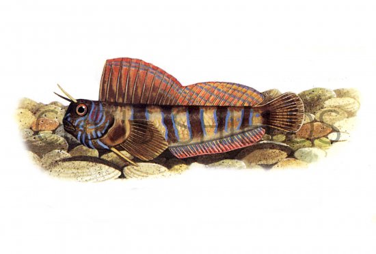 Illustration of Blenny (Aidablennius sphinx) F001 (#0216)