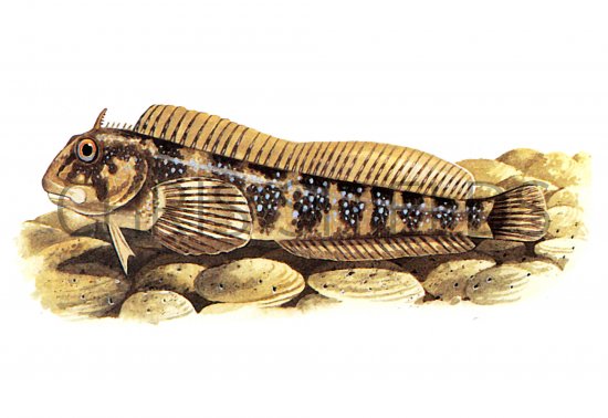 Illustration of Blenny (Montagu's) Coryphoblennius galerita (#0777)