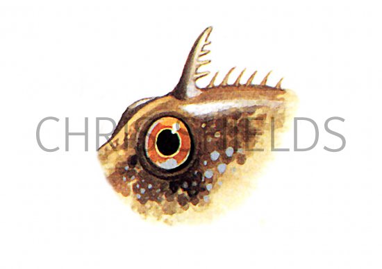 Illustration of Blenny (Montagu's) Coryphoblennius galerita (#0778)