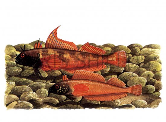 Illustration of Blenny (Tripterygion tripterygion) & (Tripterygion minor) Lesser Black-faced (#0781)
