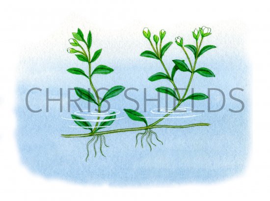 Illustration of Blinks (Montia fontana) (#0986)