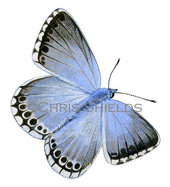Illustration of Chalk-hill Blue (Lysandra coridon) (#3006)