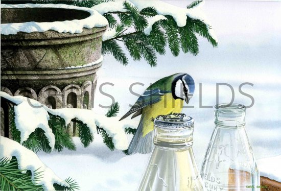 Illustration of Blue Tit on milk bottle (Parus caeruleus) (#0543)