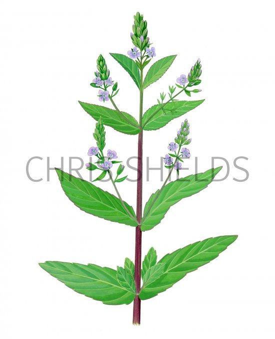 Illustration of Blue Water-speedwell (Veronica anagallis-aquatica) (#2804)