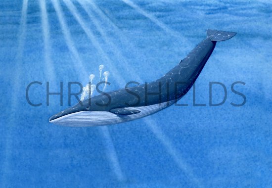 Illustration of Whale (Blue) Balaenoptera musculus (#0873)
