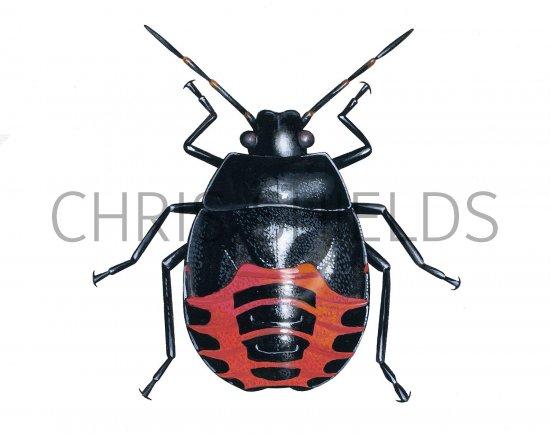 Illustration of Blue Shieldbug Nymph (Zicrona caerulea) (#2525)