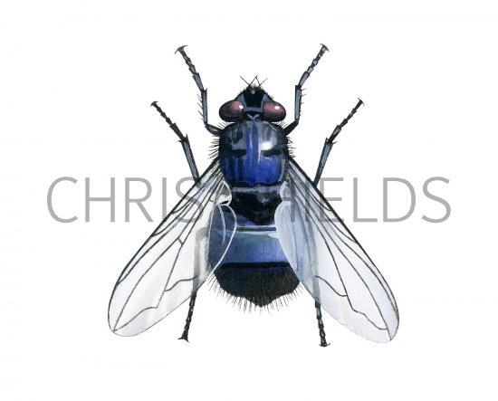 Illustration of Bluebottle (Calliphora vomitoria) (#2727)