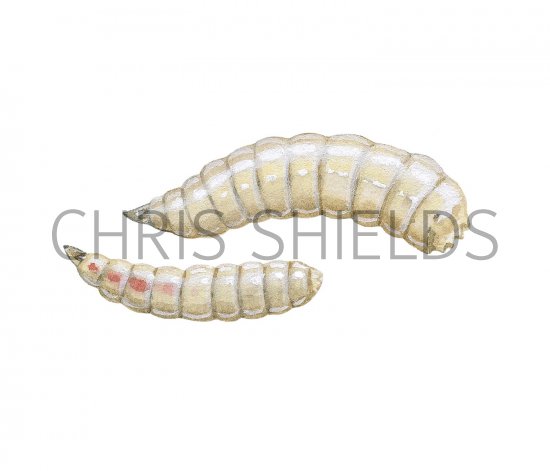 Illustration of Bluebottle maggot (Calliphora vomitoria).jpg (#2870)