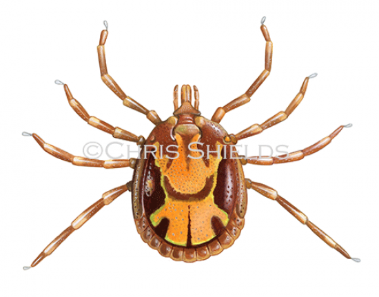 Illustration of Bont Tick (Amblyomma hebraeum) male (#4686)