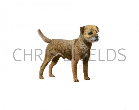 Illustration of Border Terrier (Canis lupus familiaris) (#3752)
