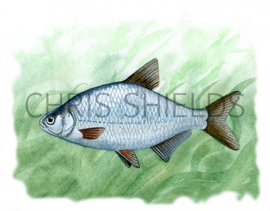 Illustration of Bream (silver) Blicca bjoerkna (#0130)