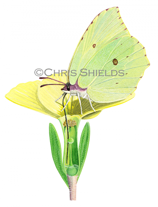 Illustration of Brimstone Butterfly (Gonepteryx rhamni) (#2600)