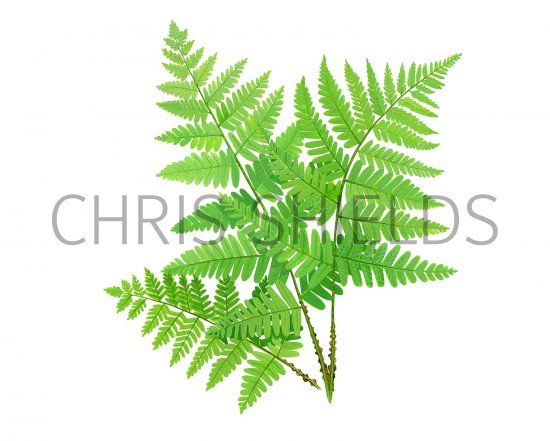 Illustration of Broad Buckler fern (Dryopteris dilatata) (#3295)