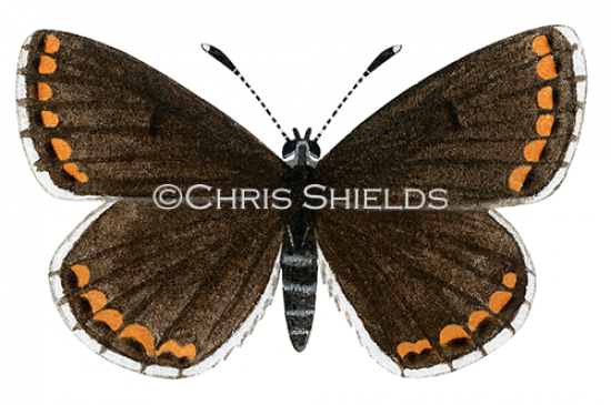 Illustration of Brown Argus female (Aricia agestis) (#1453)