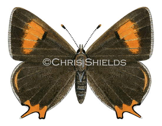 Illustration of Brown Hairstreak male  (Thecla betulae) (#1744)
