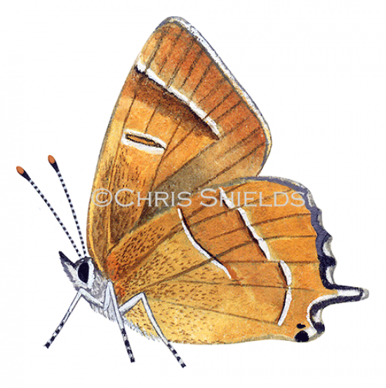 Illustration of Brown Hairstreak (male)  Thecla betulae (#1745)