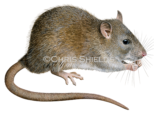 Illustration of Brown Rat (Rattus norvegicus) (#4507)