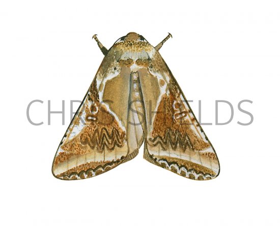Illustration of Buff Arches (Habrosyne pyritoides) (#2800)