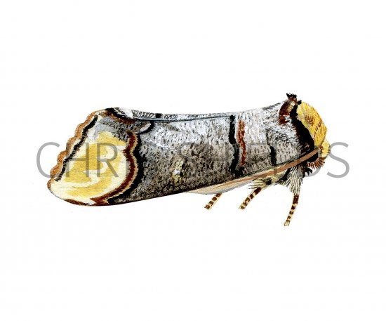 Illustration of Buff Tip (Phalera bucephala) (#2473)