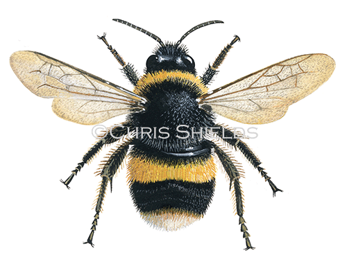 Illustration of Bumblebee (Buff-tailed) (Queen) Bombus terrestris (#0371)