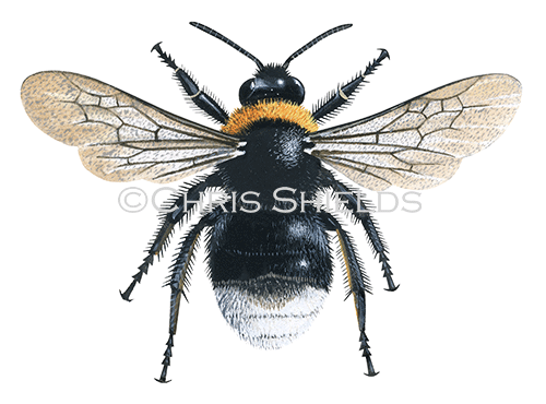 Illustration of Bumblebee (Forest cuckoo) Bombus sylvestris (Queen) (#0378)