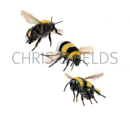 Illustration of Bumblebee (Garden) Bombus hortorum (#2602)