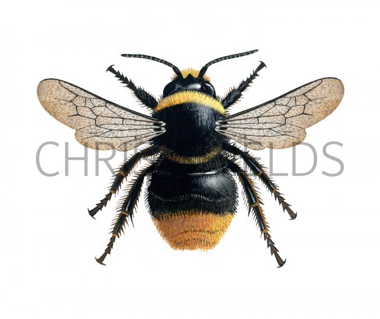 Illustration of Bumblebee (Red-tailed) Bombus lapidarius (male) (#2542)