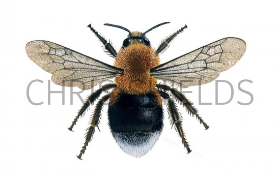 Illustration of Bumblebee (Tree)) Bombus hypnorum (#0382)