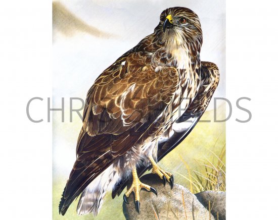 Illustration of Buzzard (Buteo buteo) (#0540)