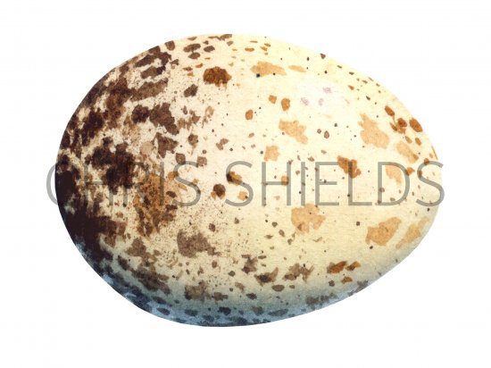 Illustration of Buzzard egg (Buteo buteo) (#1042)