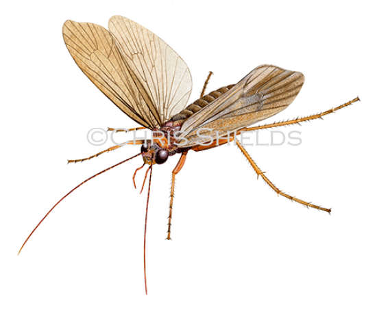 Illustration of Caddisfly (Anabolia nervosa) (#4672)