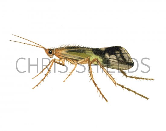 Illustration of Caddis Fly (Limnephilus lunatus) (#2561)