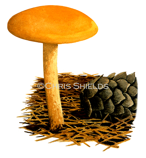 Illustration of Calocybe chysenteron (Yellow Domecap) (#4131)